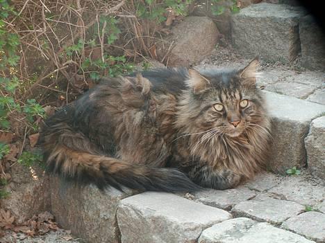 Maine Coon Tiger billede 14
