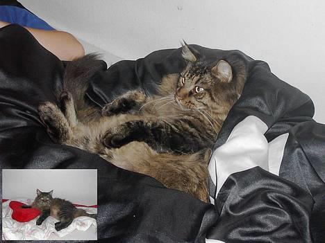 Maine Coon Tiger - Her ligger Tiger i en silkedyne, det ser ud som om han ligger meget godt ! billede 15