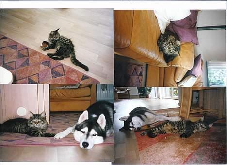 Maine Coon Tiger - Tiger som lille. Han ligger sammen med Alto hans bedste ven(Alto er på hundegalleriet). De er rigtig søde sammen <3 billede 16