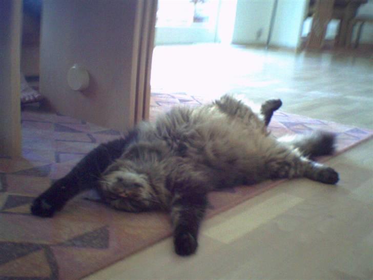 Maine Coon Tiger - Tiger <3 billede 17