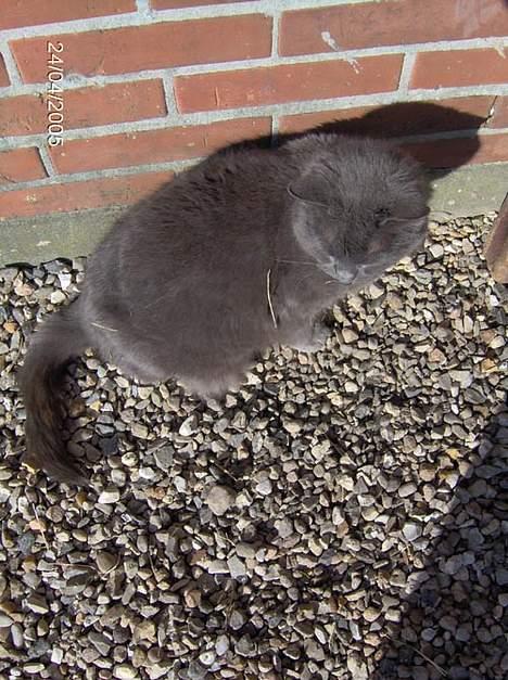 Blanding af racer Musser - Dejlig solskind billede 1