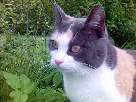 Huskat Futte billede 1