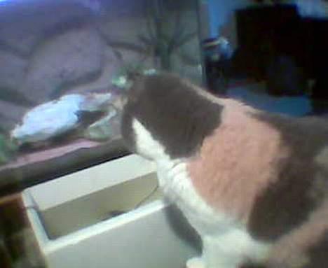 Huskat Futte - De fisk er meget interessante billede 2