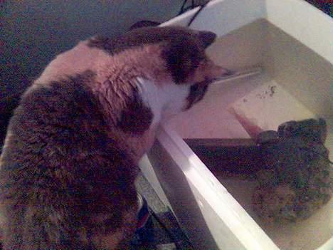 Huskat Futte - 2 sekunder efter dette billede blev taget stak hun poten ned i vandet efter fisken billede 3