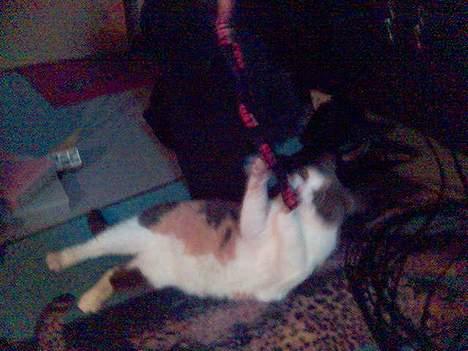 Huskat Futte - Så er det legetid billede 4