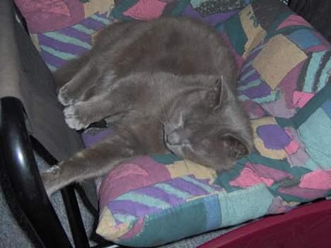 Blanding af racer Musser - Her ligger jeg... jeg vil altså ikke med ud... det er koldt.... Yes hun lader mig ligge hi hi jeg fik min vilje... billede 4