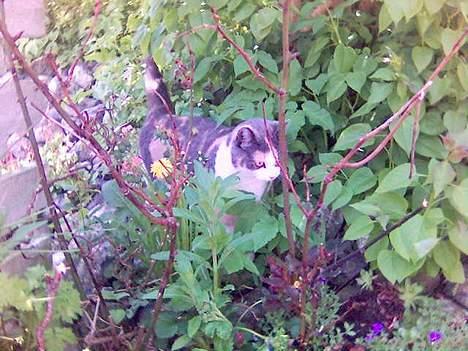 Huskat Futte billede 5