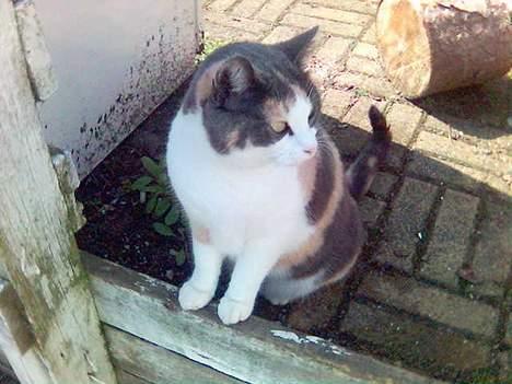 Huskat Futte billede 6