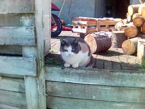 Huskat Futte billede 7