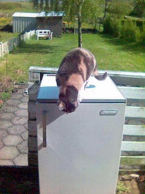 Huskat Futte billede 8