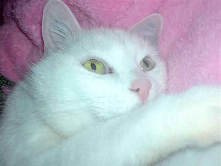 Huskat Bettemis billede 2