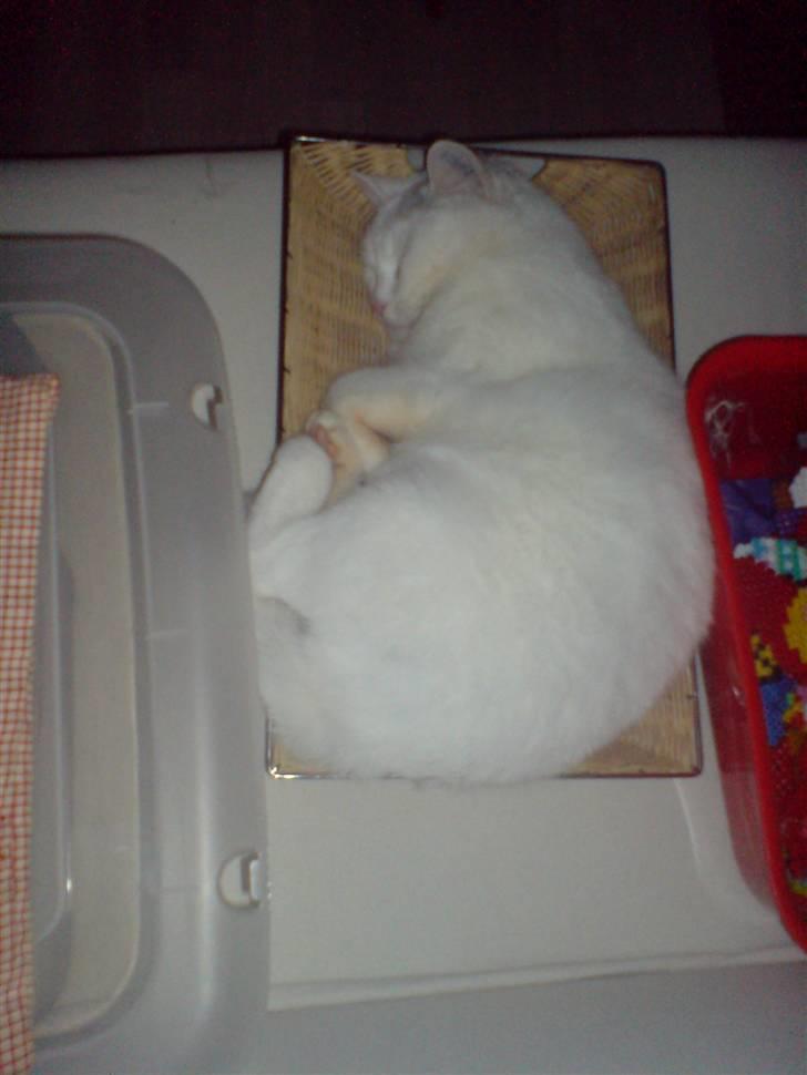 Huskat Bettemis billede 3