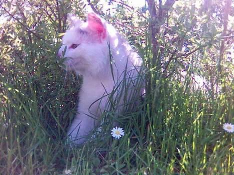 Huskat Bettemis billede 4