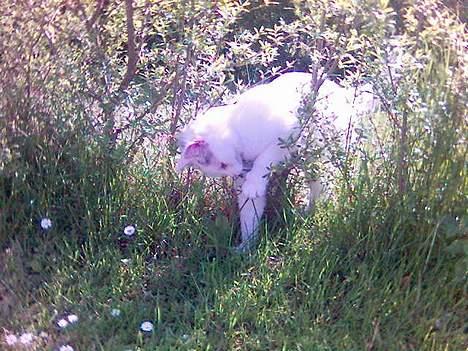 Huskat Bettemis billede 5