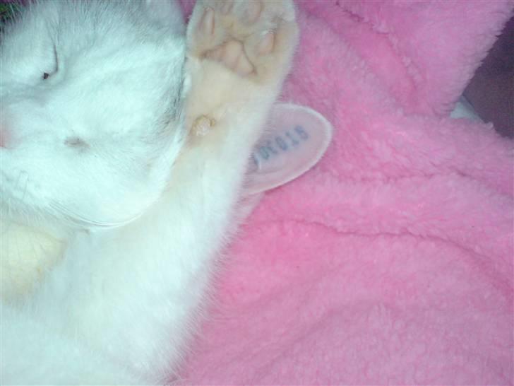 Huskat Bettemis billede 6