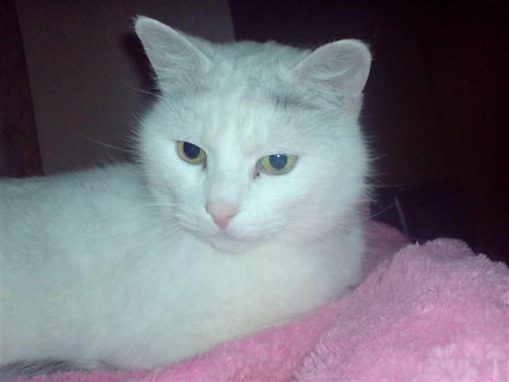 Huskat Bettemis billede 7