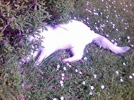 Huskat Bettemis billede 8