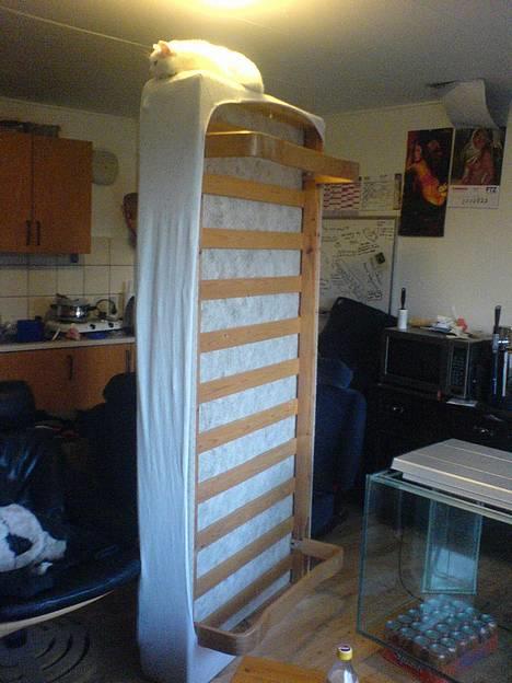 Huskat Bettemis - Hun elsker at ligge højt billede 9