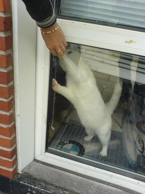 Huskat Bettemis billede 10