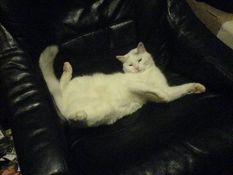 Huskat Bettemis - Feder den lige lidt billede 11