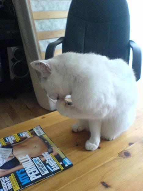 Huskat Bettemis - Læser lige fars M! blad billede 12