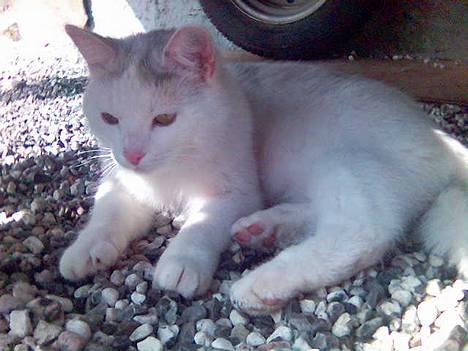 Huskat Bettemis - En plads i skyggen billede 13