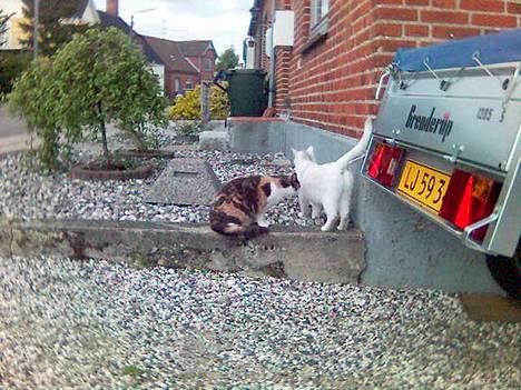 Huskat Bettemis billede 14