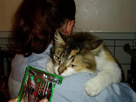 Norsk Skovkat Askepot - den der vil mig gerne have billede 1