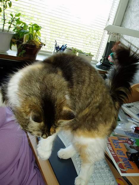 Norsk Skovkat Askepot - hvad laver du skal du har hjælp med at skrive billede 2