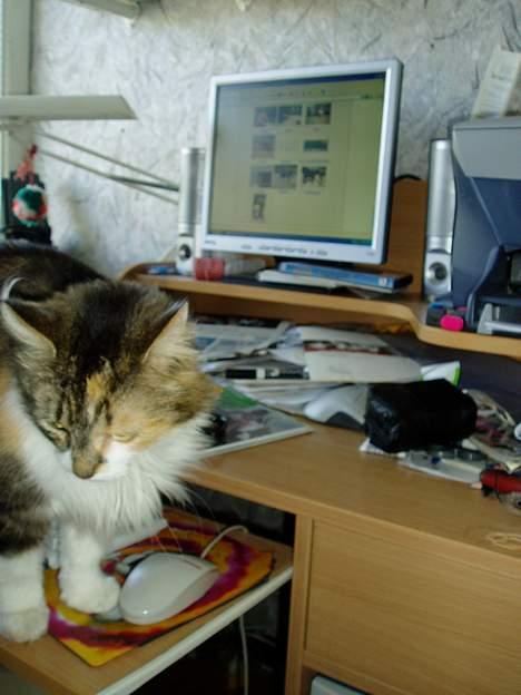 Norsk Skovkat Askepot - nix se mig istedet billede 3