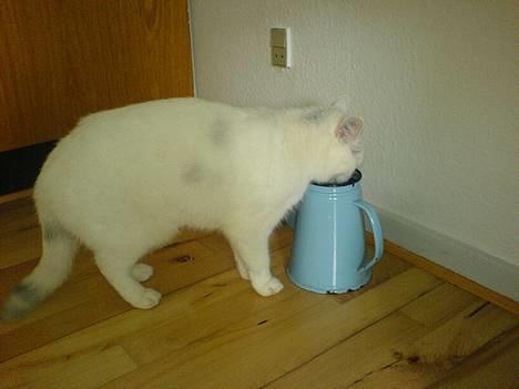 Huskat Bettemis - Det er så hendes vandskål billede 16