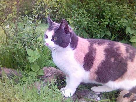 Huskat Futte billede 12