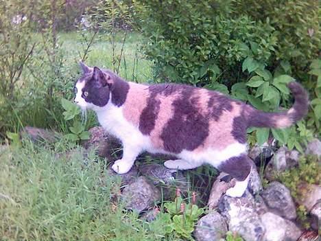 Huskat Futte billede 13