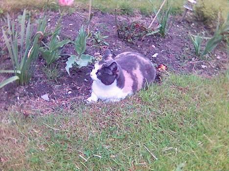 Huskat Futte billede 14