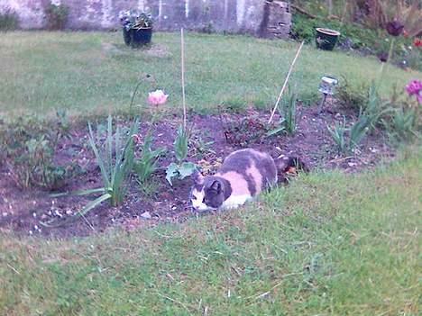 Huskat Futte billede 15