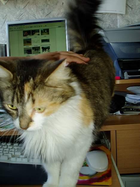 Norsk Skovkat Askepot - hallo opmærksomhed tak billede 4