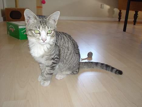 Huskat Afroditte(Ditte)† - Hey, jeg er Ditte ;o) billede 1