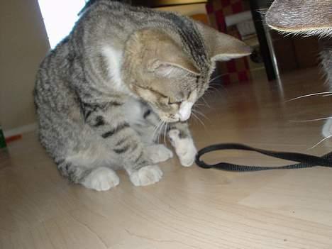 Huskat Afroditte(Ditte)† - Den irriterende snor... billede 2