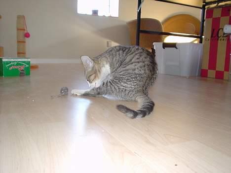 Huskat Afroditte(Ditte)† - Man skal jo vaske sig engang imellem.. billede 3