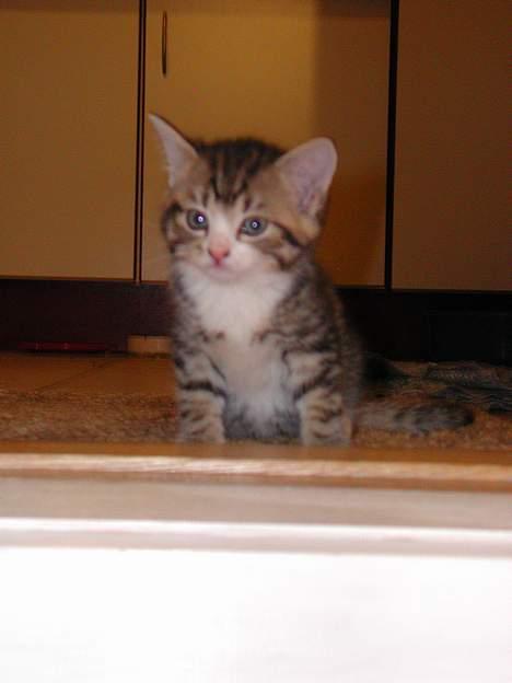 Huskat Afroditte(Ditte)† - Ditte som lille billede 4