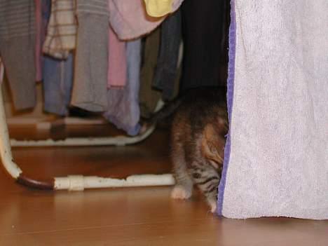 Huskat Afroditte(Ditte)† - Leger lige lidt med vasketøjet  ;o) billede 5