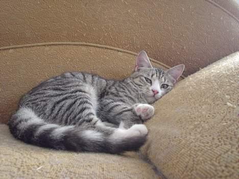 Huskat Afroditte(Ditte)† - Tar´lige en slapper :) billede 6