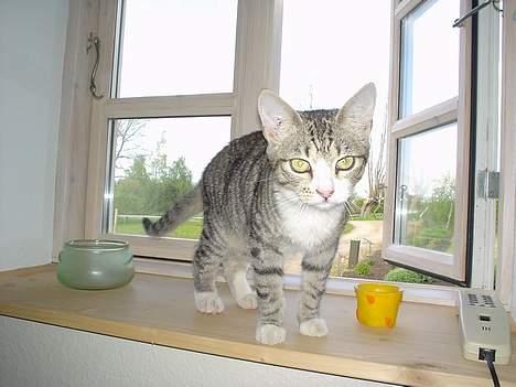 Huskat Afroditte(Ditte)† - Der sker altid noget spændende i vindueskarmen billede 7