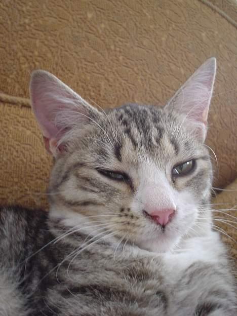 Huskat Afroditte(Ditte)† - Mit kønne hoved ;o) billede 8