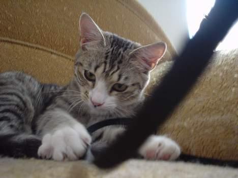 Huskat Afroditte(Ditte)† - Nu er den der igen, den snor... billede 9