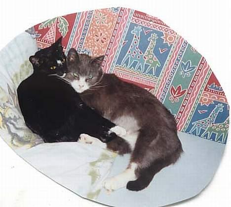 Blanding af racer Pixi - Her ligger Pixi sammen med vores anden kat Mulle. (Fotograf: Lena E) billede 11