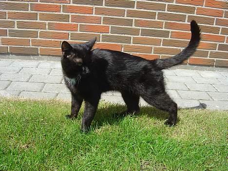 Blanding af racer zoro billede 15