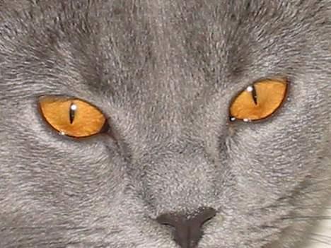 Blanding af racer Mille billede 17