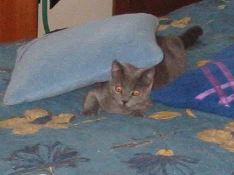 Blanding af racer Mille billede 18