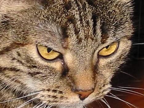 Huskat Disney billede 15